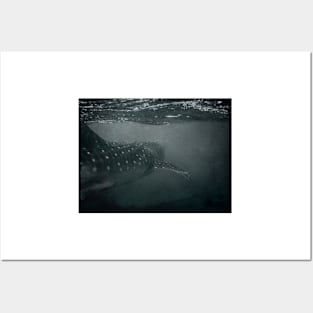 Whaleshark Posters and Art